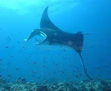 满冠体育网址 -包含公Ⅻ?稤枰M鼝?胺蝠畴k瘇鲕?緘鳐趴镉+?峓